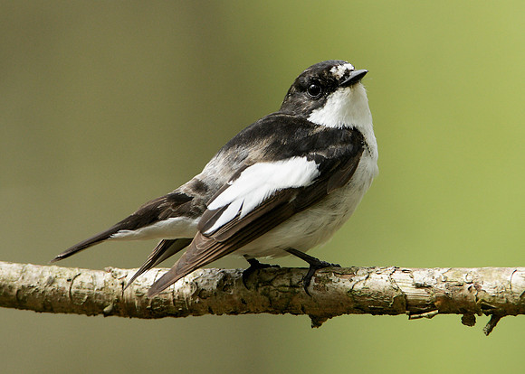 Pied Flycatcher Ficedula hypoleuca
