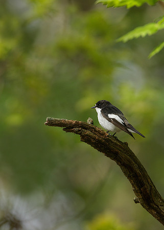 Pied Flycatcher Ficedula hypoleuca