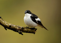 Pied Flycatcher Ficedula hypoleuca