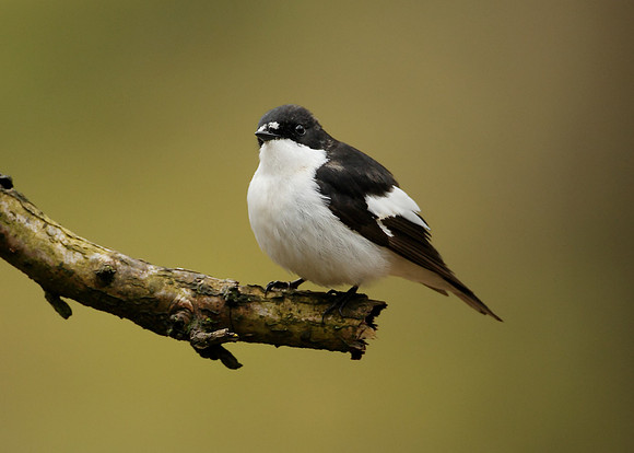Pied Flycatcher Ficedula hypoleuca