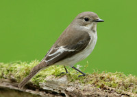 Pied Flycatcher Ficedula hypoleuca