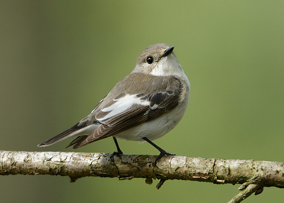 Pied Flycatcher Ficedula hypoleuca