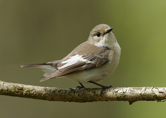 Pied Flycatcher Ficedula hypoleuca