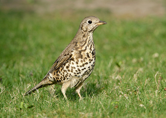 Mistle Thrush Turdus viscivorus