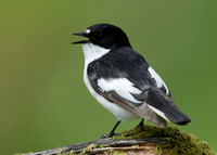 Pied Flycatcher Ficedula hypoleuca