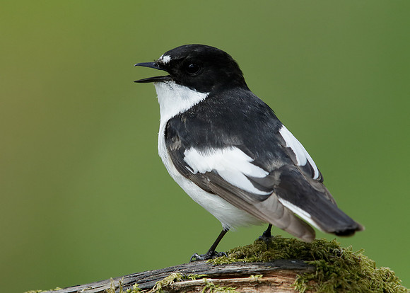 Pied Flycatcher Ficedula hypoleuca