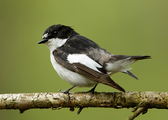 Pied Flycatcher Ficedula hypoleuca