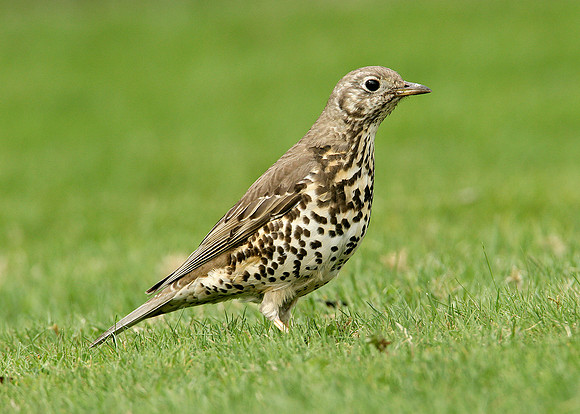Mistle Thrush Turdus viscivorus