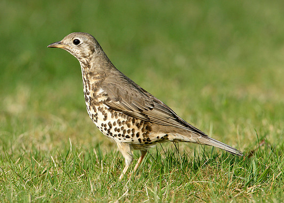 Mistle Thrush Turdus viscivorus