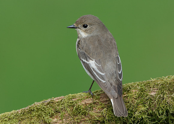 Pied Flycatcher Ficedula hypoleuca