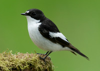 Pied Flycatcher Ficedula hypoleuca