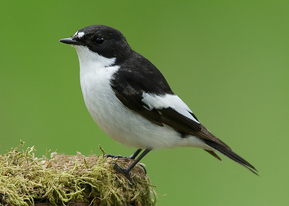 Pied Flycatcher Ficedula hypoleuca