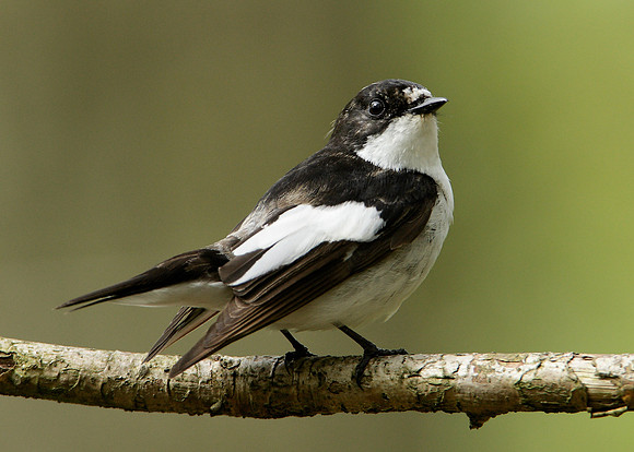 Pied Flycatcher Ficedula hypoleuca