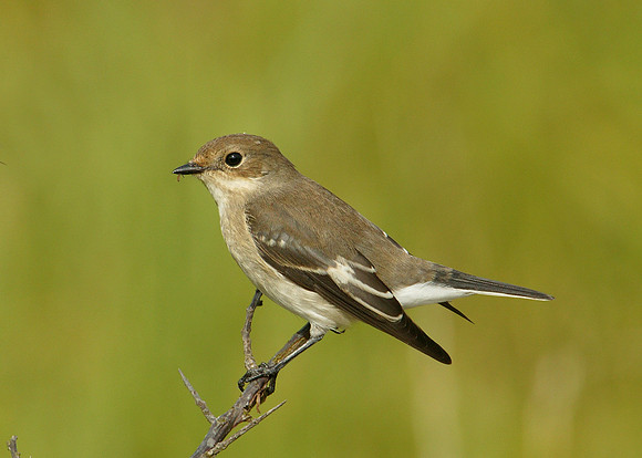 Pied Flycatcher Ficedula hypoleuca