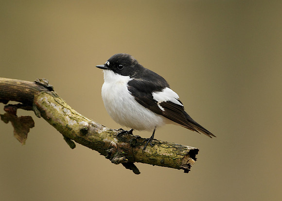 Pied Flycatcher Ficedula hypoleuca
