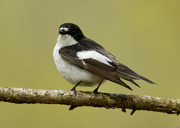 Pied Flycatcher Ficedula hypoleuca
