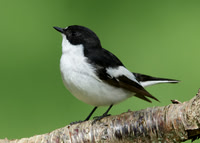 Flycatchers, Tits & Shrikes