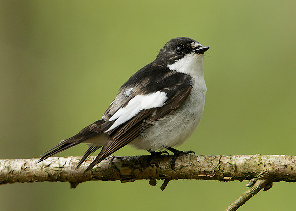Pied Flycatcher Ficedula hypoleuca