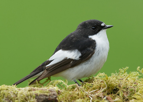 Pied Flycatcher Ficedula hypoleuca