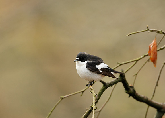 Pied Flycatcher Ficedula hypoleuca