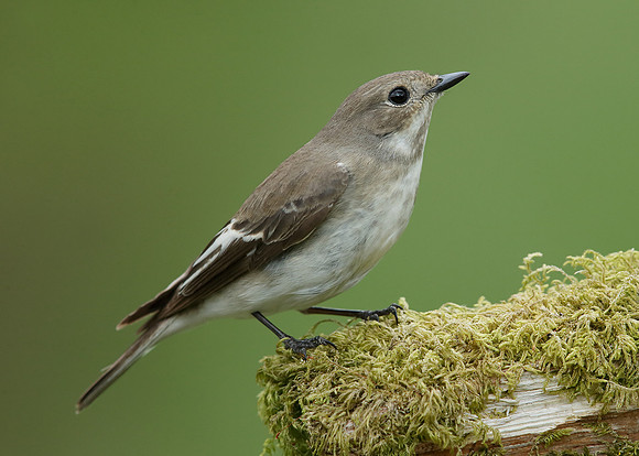 Pied Flycatcher Ficedula hypoleuca