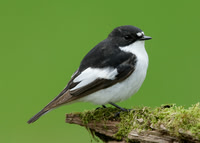 Pied Flycatcher Ficedula hypoleuca