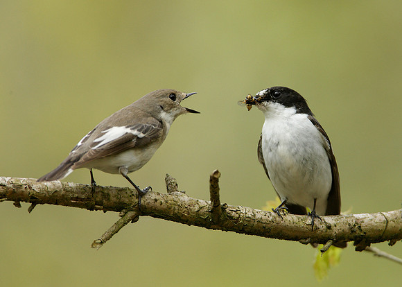 Pied Flycatcher Ficedula hypoleuca