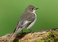 Pied Flycatcher Ficedula hypoleuca