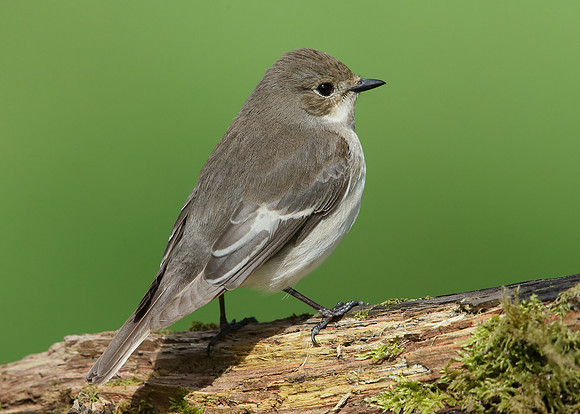 Pied Flycatcher Ficedula hypoleuca