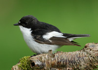 Pied Flycatcher Ficedula hypoleuca
