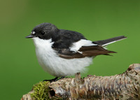 Pied Flycatcher Ficedula hypoleuca