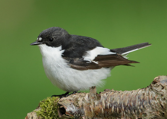 Pied Flycatcher Ficedula hypoleuca