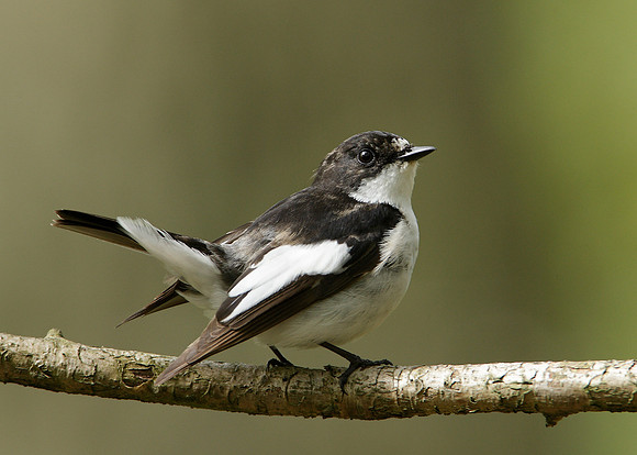 Pied Flycatcher Ficedula hypoleuca