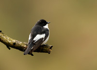 Pied Flycatcher Ficedula hypoleuca