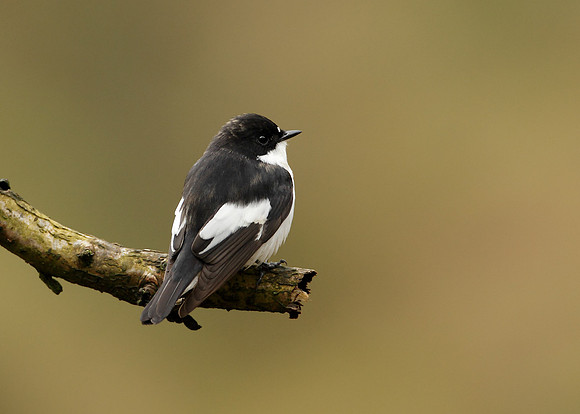 Pied Flycatcher Ficedula hypoleuca