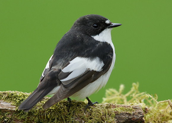 Pied Flycatcher Ficedula hypoleuca