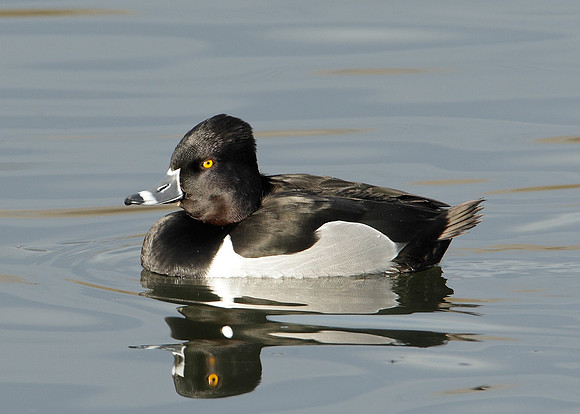 Ring-necked Duck Aythya collaris