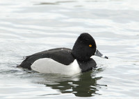 Ring-necked Duck Aythya collaris