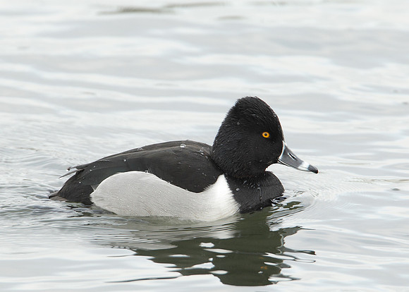 Ring-necked Duck Aythya collaris