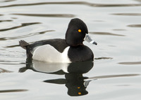 Ring-necked Duck Aythya collaris