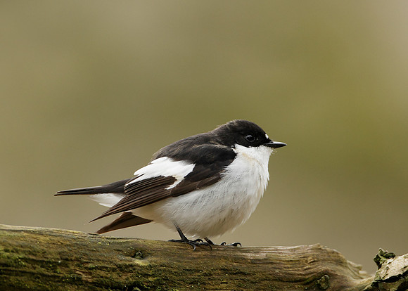 Pied Flycatcher Ficedula hypoleuca