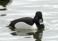 Ring-necked Duck Aythya collaris