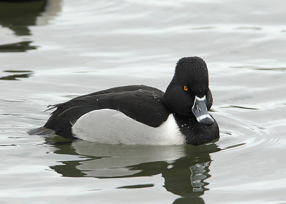 Ring-necked Duck Aythya collaris