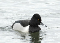Ring-necked Duck Aythya collaris