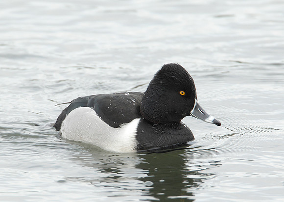 Ring-necked Duck Aythya collaris