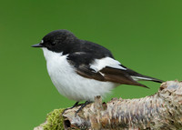 Pied Flycatcher Ficedula hypoleuca