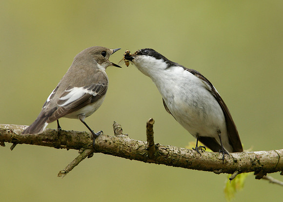 Pied Flycatcher Ficedula hypoleuca