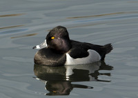 Ring-necked Duck Aythya collaris