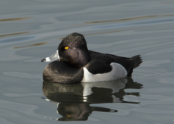 Ring-necked Duck Aythya collaris