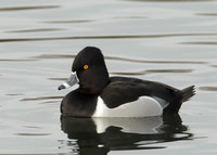 Ring-necked Duck Cowpen Bewley, Cleveland Jan 2011